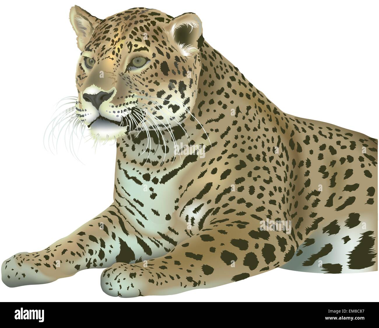 Leopard Stock Vector Images - Alamy