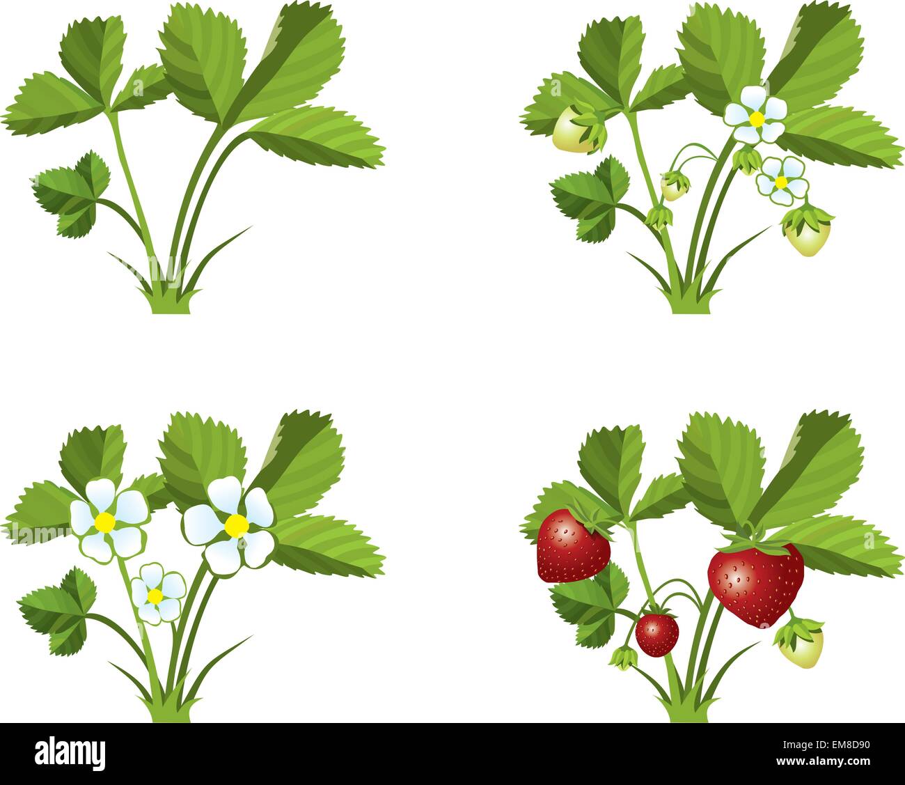 Strawberry growth phases Stock Vector