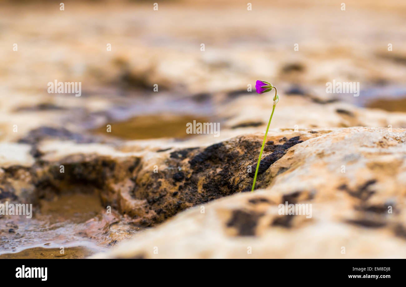 Wild rock flowers growing on hi-res stock photography and images - Alamy