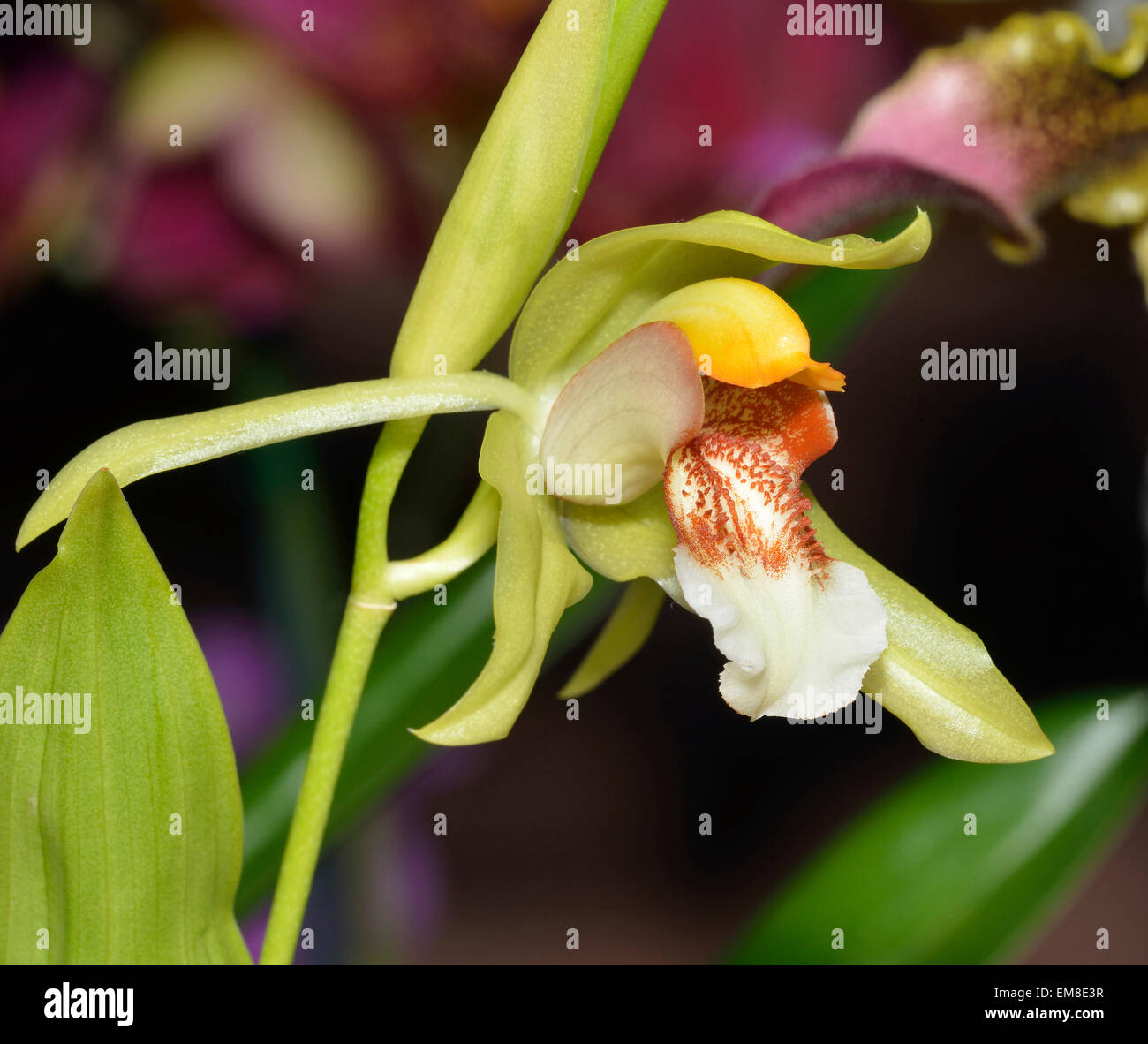 Rumphius' Coelogyne Orchid - Coelogyne rumphii Found in the Moluccas in riverine forests Stock Photo