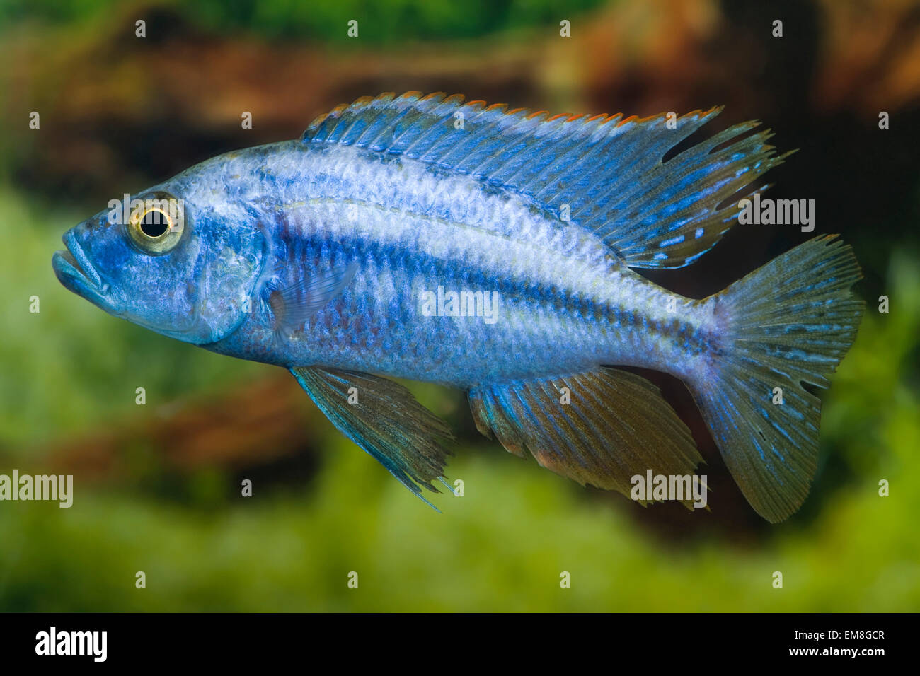 Dimidiochromis compressiceps Blue,Malawi Messer-Haplochromis,Knife Malawi-Cyrtocara Stock Photo