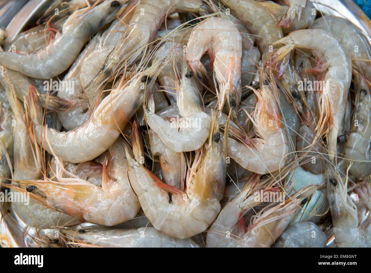 Fresh seafood, for sale in Fort Kochi Kerala India Stock Photo Alamy