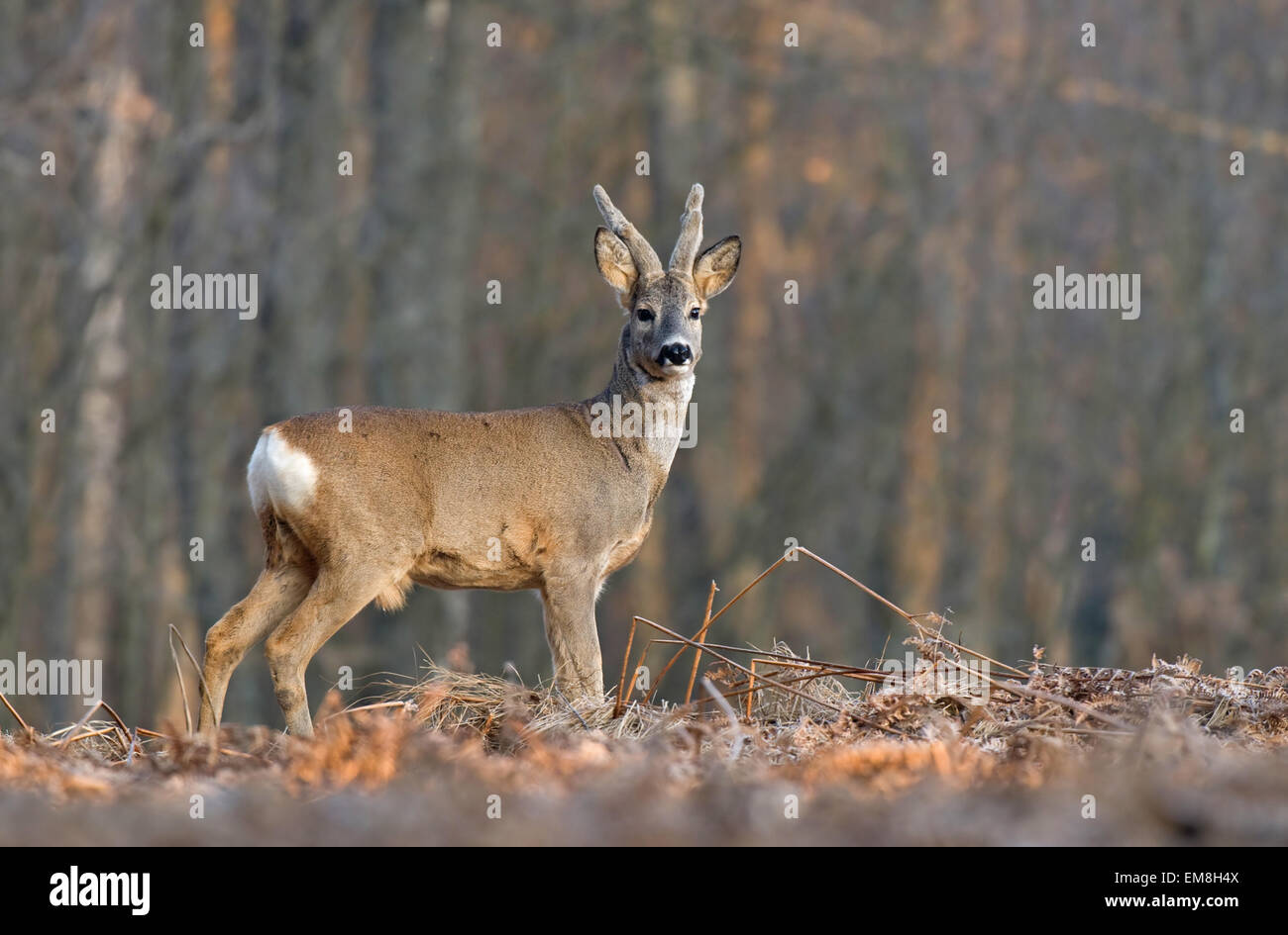 Roe deer deer hi-res stock photography and images - Alamy