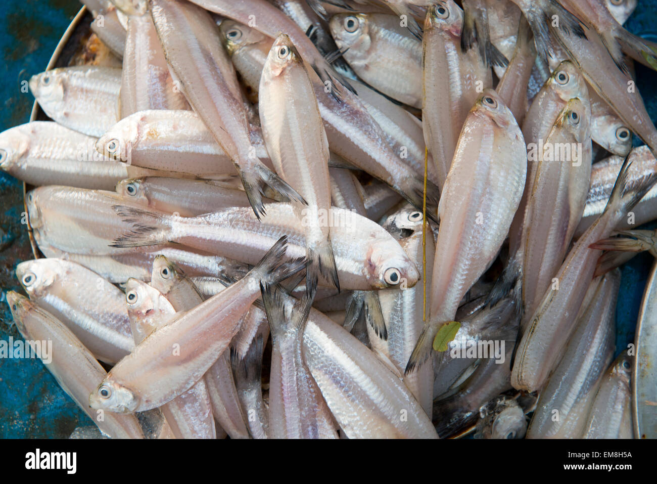 Fresh seafood, for sale in Fort Kochi Kerala India Stock Photo Alamy