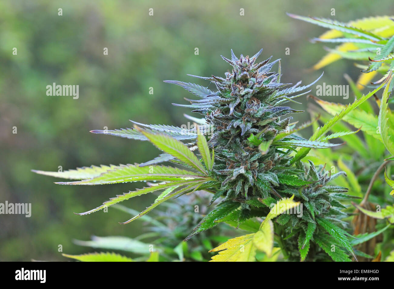 Marijuana bud Stock Photo Alamy