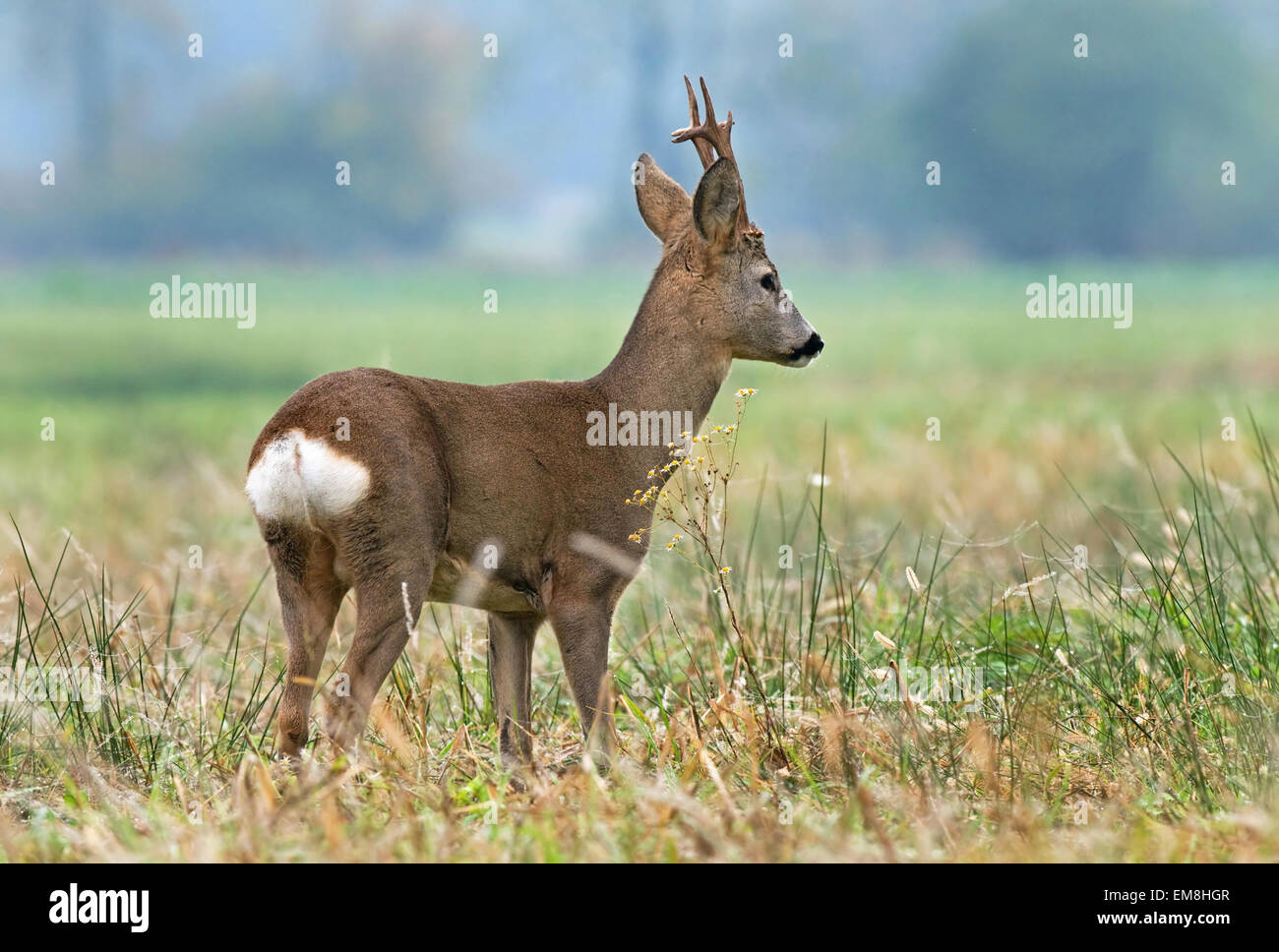 Roe deer game hi-res stock photography and images - Alamy