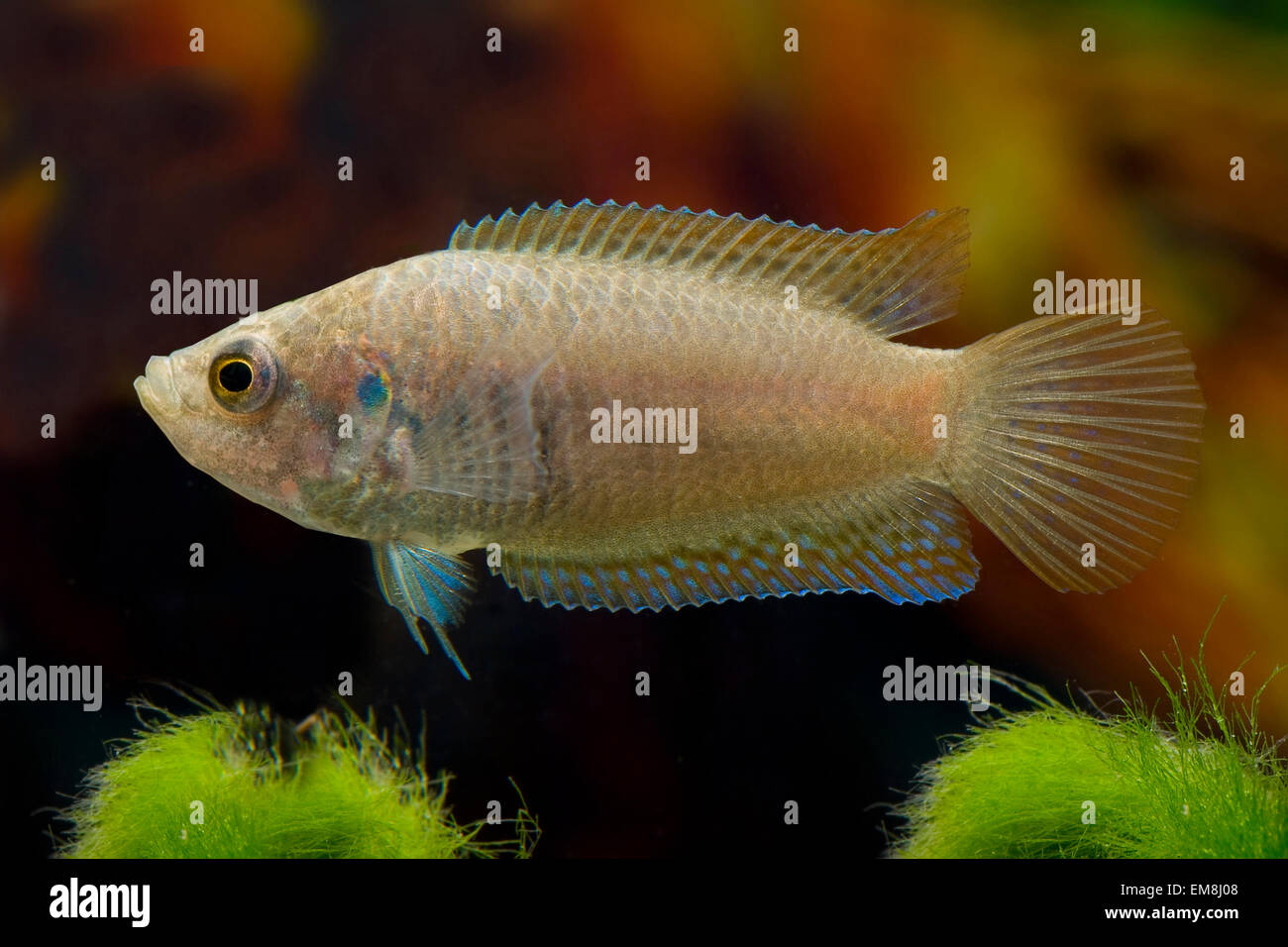 Macropodus ocellatus,Roter China-Macropode,Chinese paradise fish Stock Photo