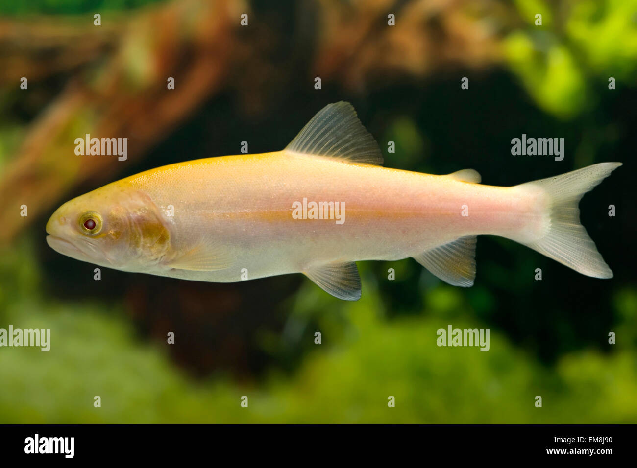 Gold fische hi-res stock photography and images - Alamy