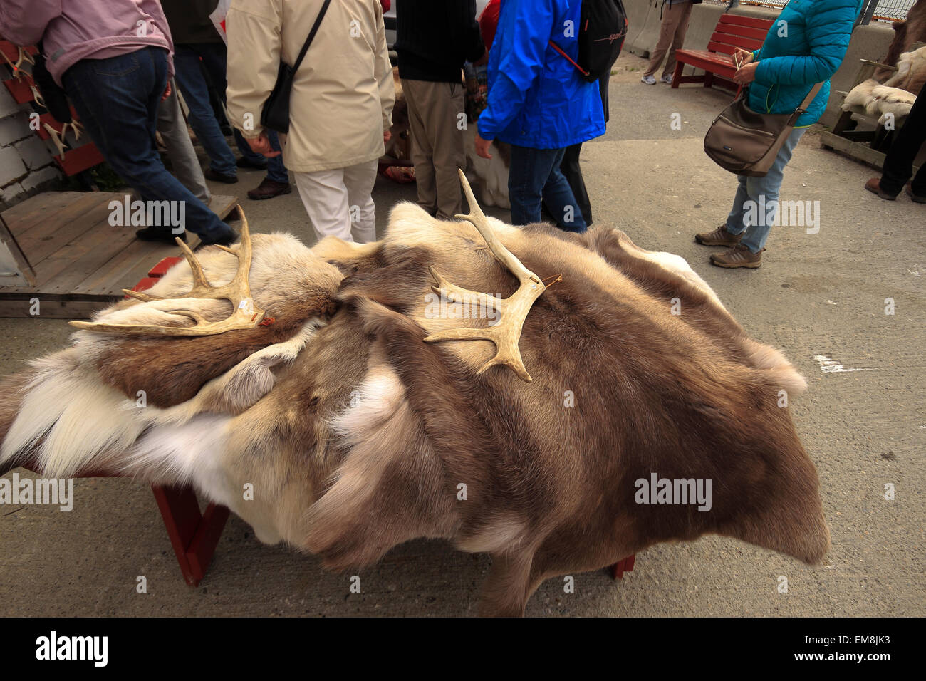 Reindeer skins for sale hi-res stock photography and images - Alamy
