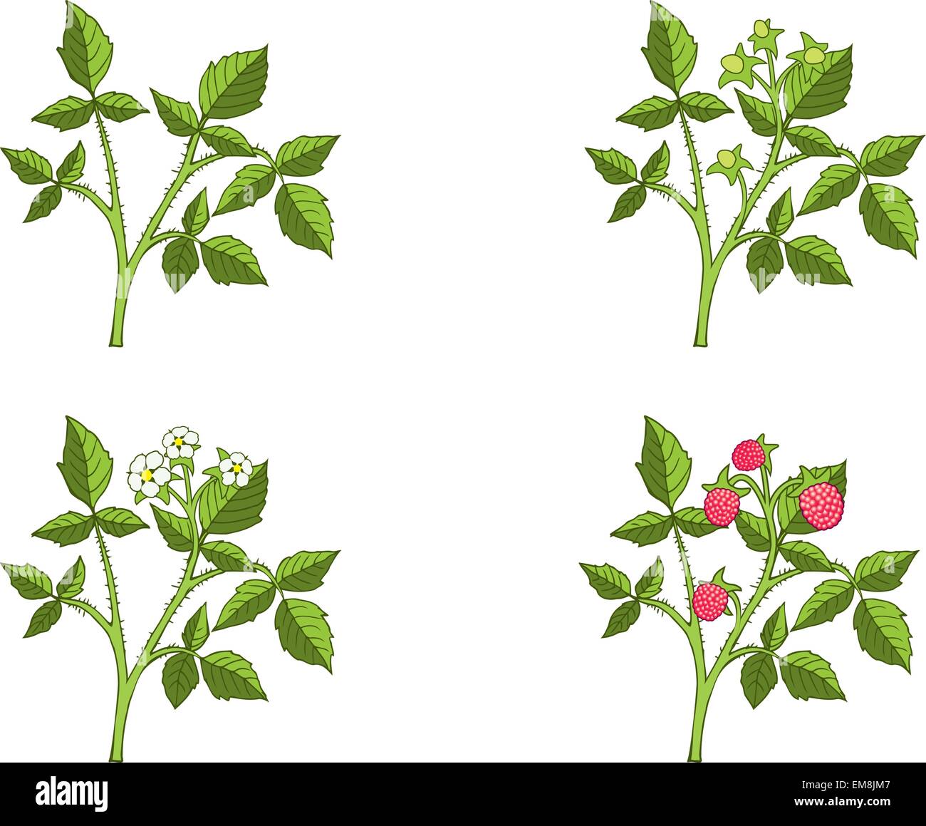 Raspberry growth phases Stock Vector