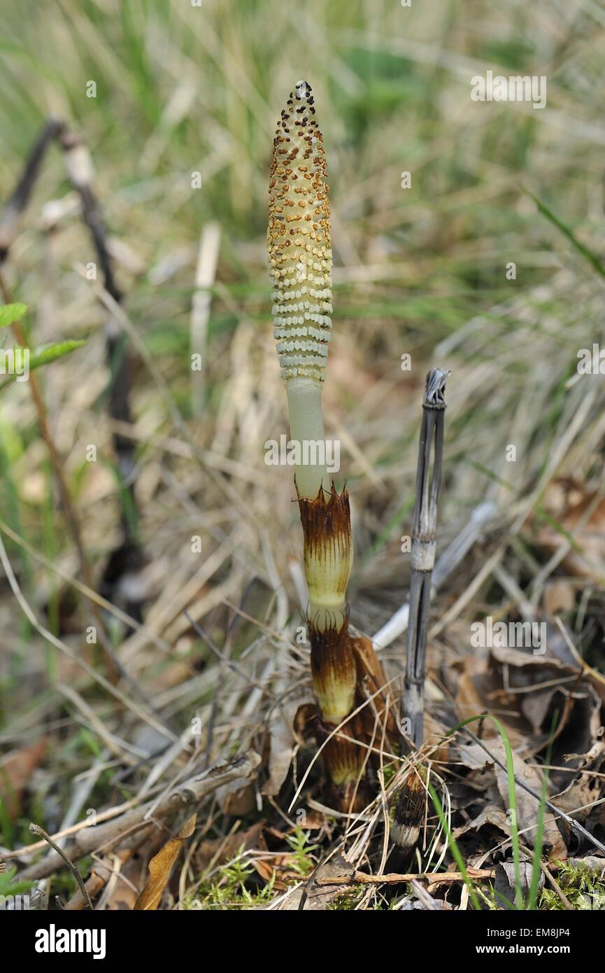 Great horsetail - Giant horsetail (Equisetum telmateia) fertile stem with apical spore-bearing strobilus at spring Stock Photo