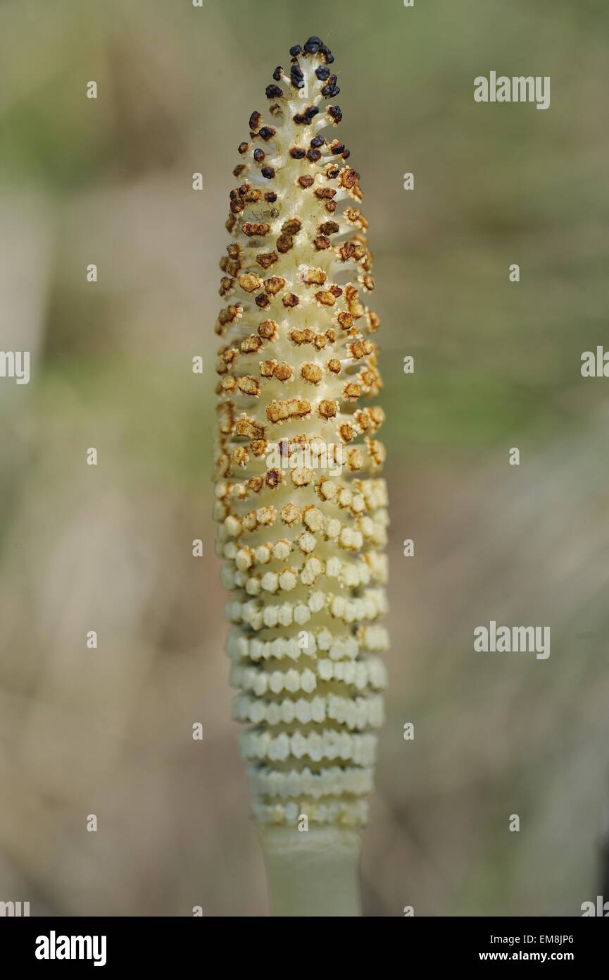 Great horsetail - Giant horsetail (Equisetum telmateia) head of fertile stem with apical spore-bearing strobilus at spring Stock Photo