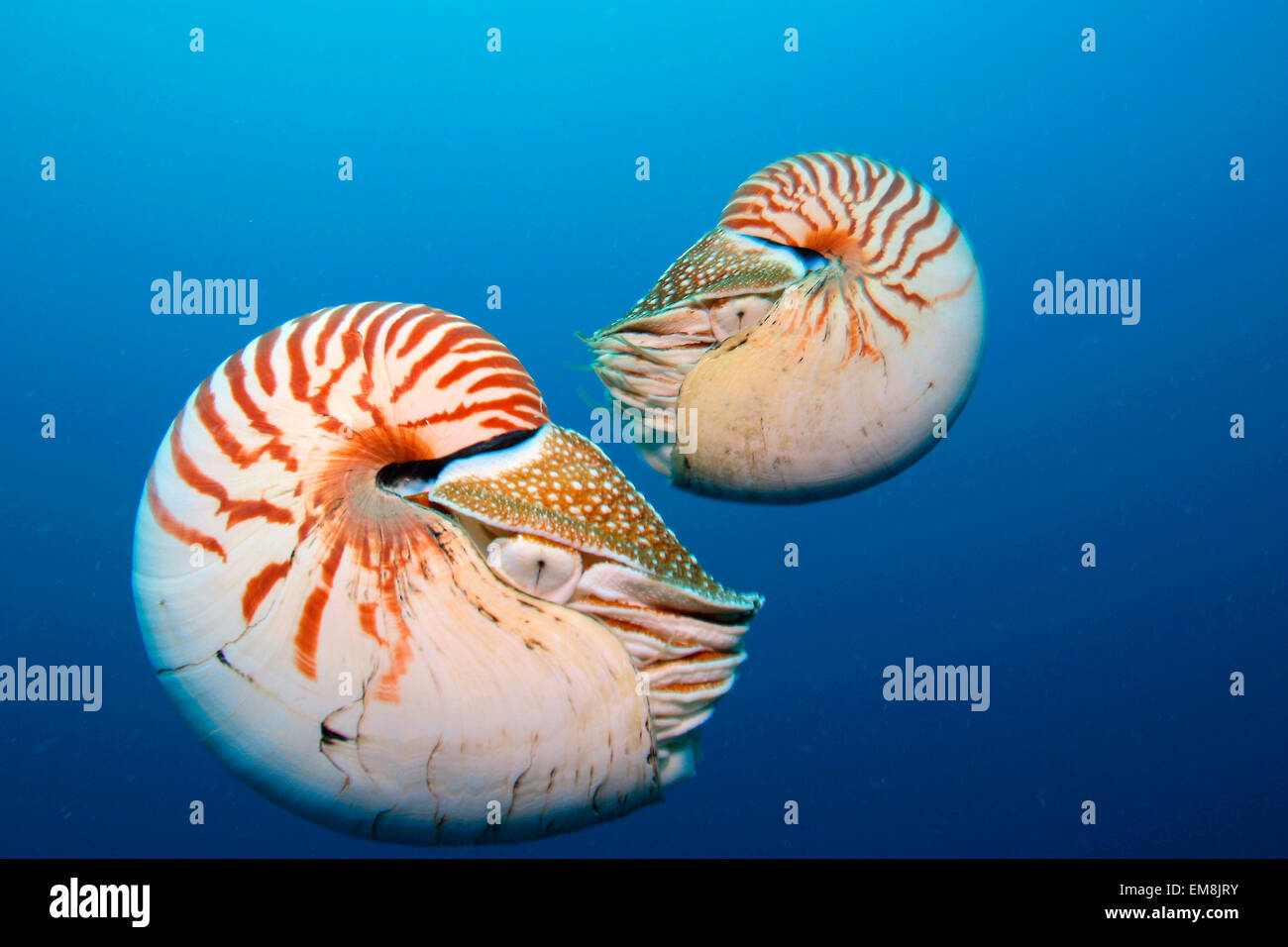 Palau, Pair Of Nautilus Shells. [For Use Up To 13X20 Only] Stock Photo ...