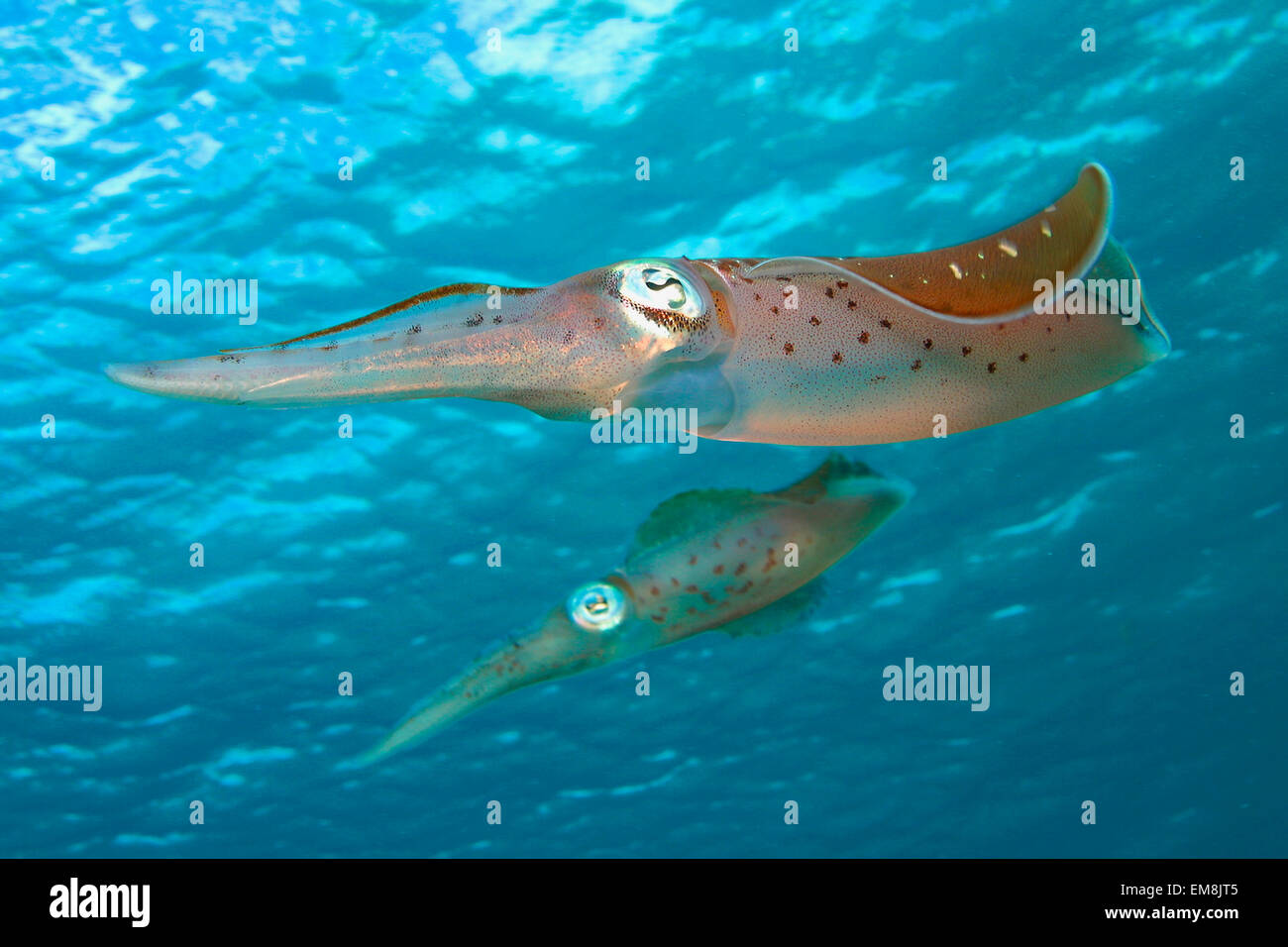 Caribbean reef squid mating hi-res stock photography and images - Alamy
