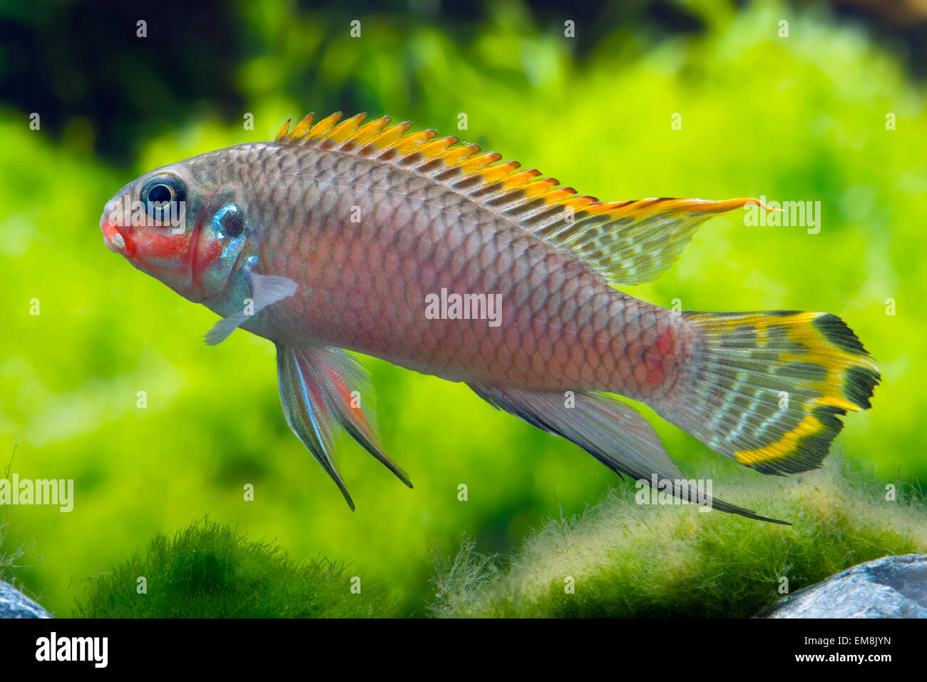 Pelvicachromis pulcher,Purpurprachtbarsch,Rainbow Cichlid Stock Photo
