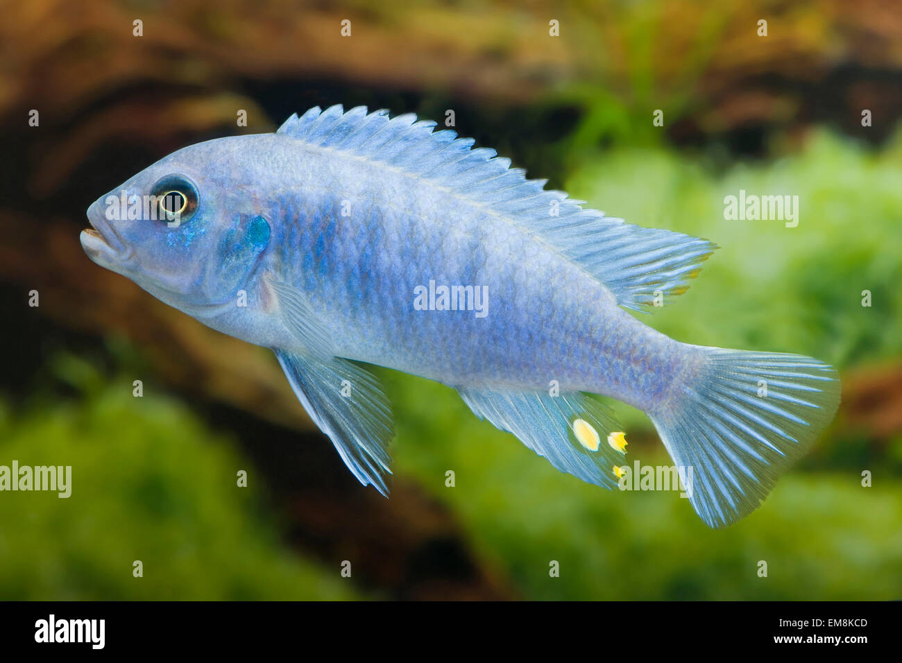 Pseudotropheus spec. Ice Blue,Malawi-Buntbarsch,Malawi Cichlid Stock Photo