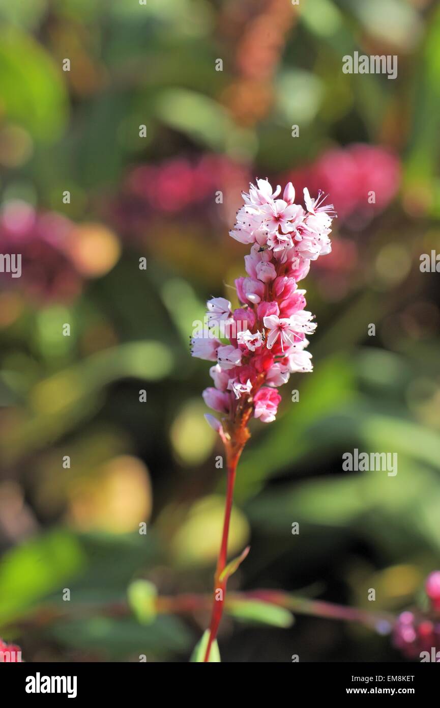 Himalayan Fleeceflower - Dwarf Fleeceflower (Bistorta affinis - Persicaria affinis - Polygonum affine - ) Flowering Stock Photo