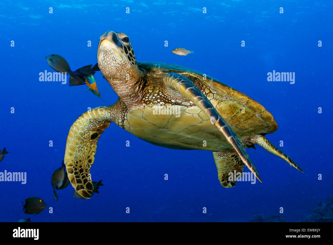 https://c8.alamy.com/comp/EM8KJY/hawaii-green-sea-turtle-cleaned-by-reef-fish-for-use-up-to-13x20-only-EM8KJY.jpg