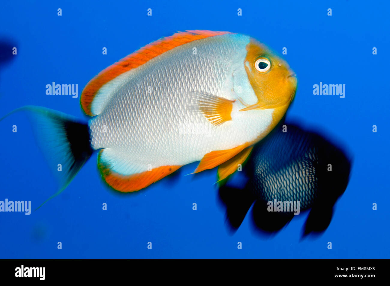 Northwest Hawaiian Islands, Pearl And Hermes Reef, Masked Angelfish, Male, Genicanthus Personatus [For Use Up To 13X20 Only] Stock Photo