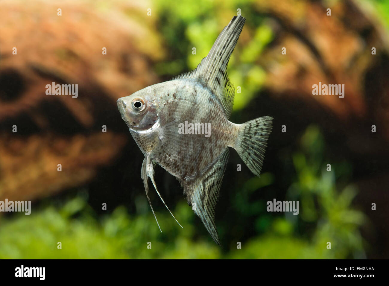 Pterophyllum scalare Gruen Marmor,Segelflosser,Angelfish Stock Photo