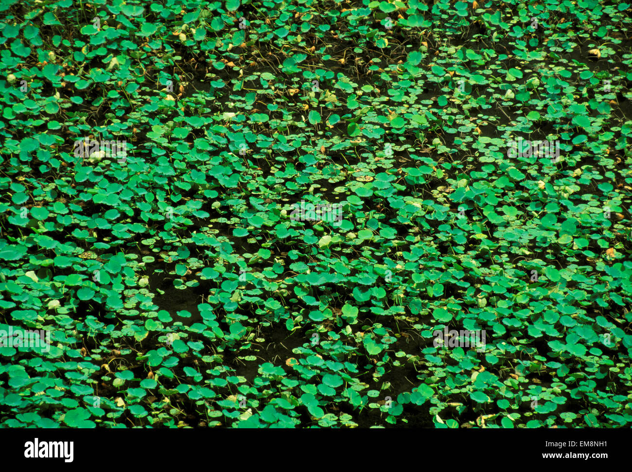 Hawaii, Kauai, Waipio Valley, Taro Farm Closeup Stock Photo Alamy