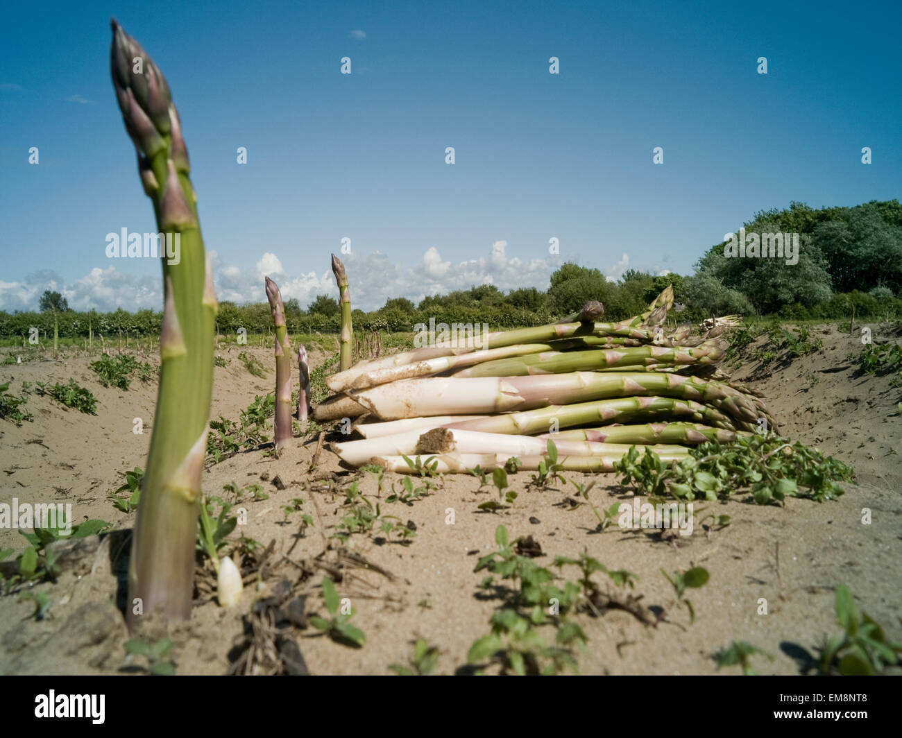 Asparagus growing in sandy field, Formby, England Stock Photo Alamy