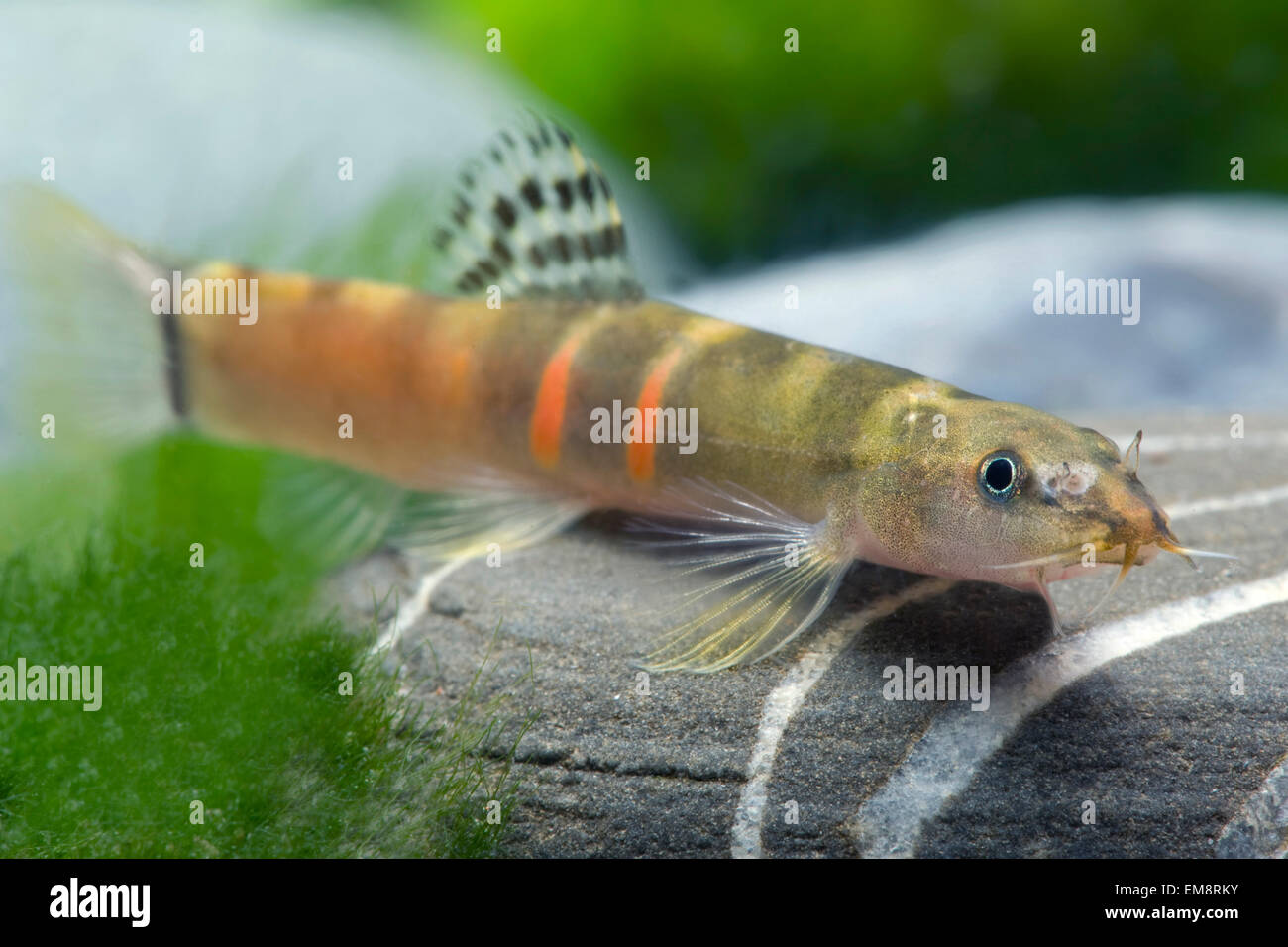 Schistura balteata,Sumu-Schmerle,Sumu loach Stock Photo