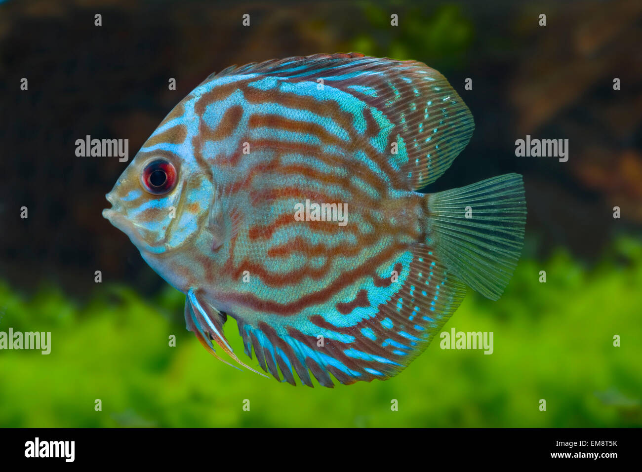 Symphysodon aequifasciatus Rot Tuerkis,Diskus,Discus Stock Photo Alamy