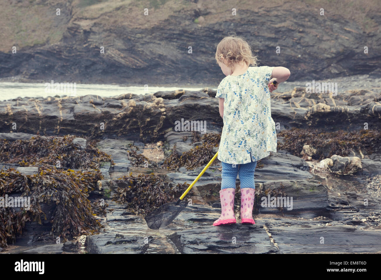 Female toddler fishing in rock pools on beach, Crackington Haven, Cornwall, UK Stock Photo