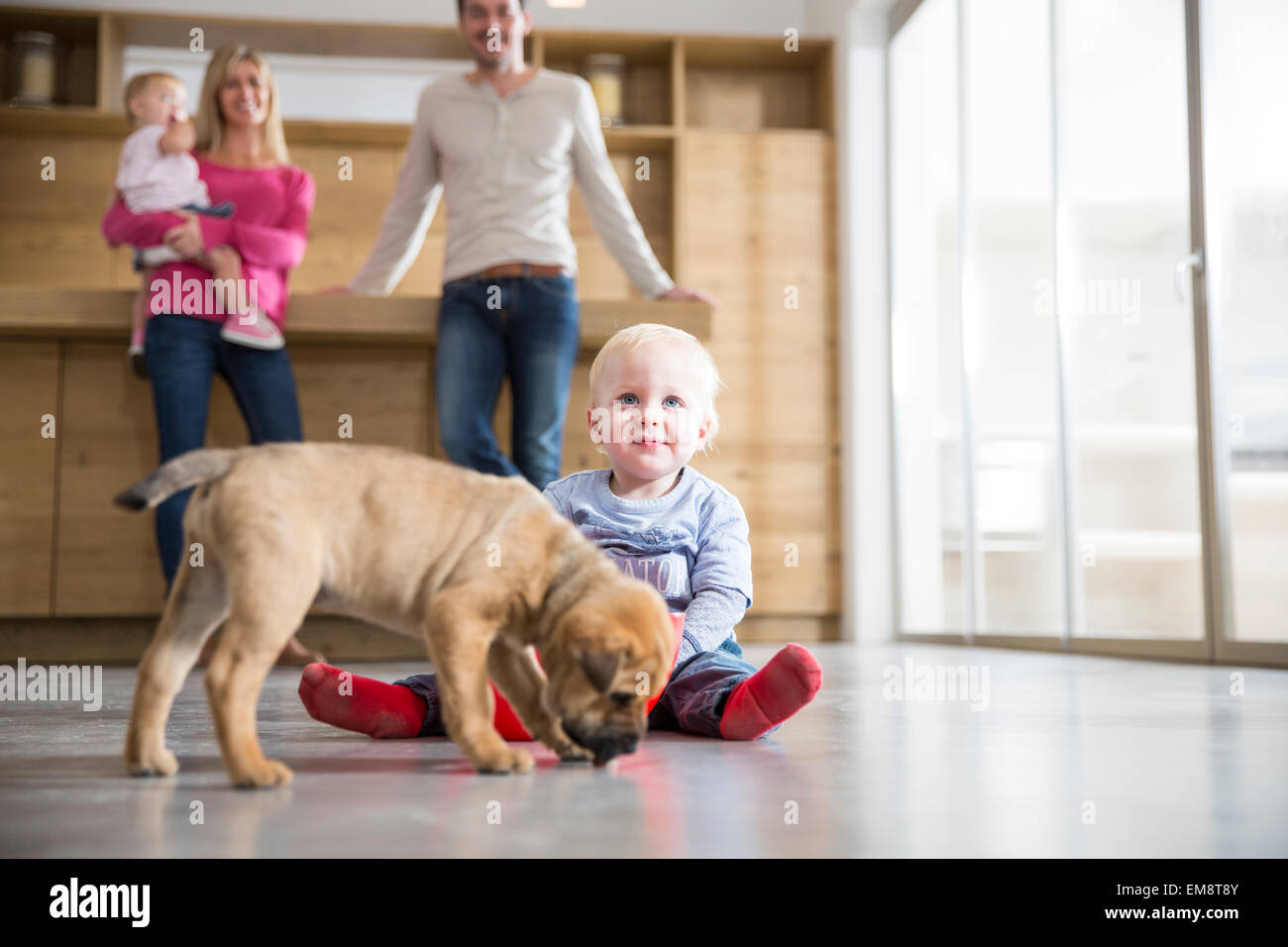 Family watching male toddler with puppy on dining room floor Stock Photo