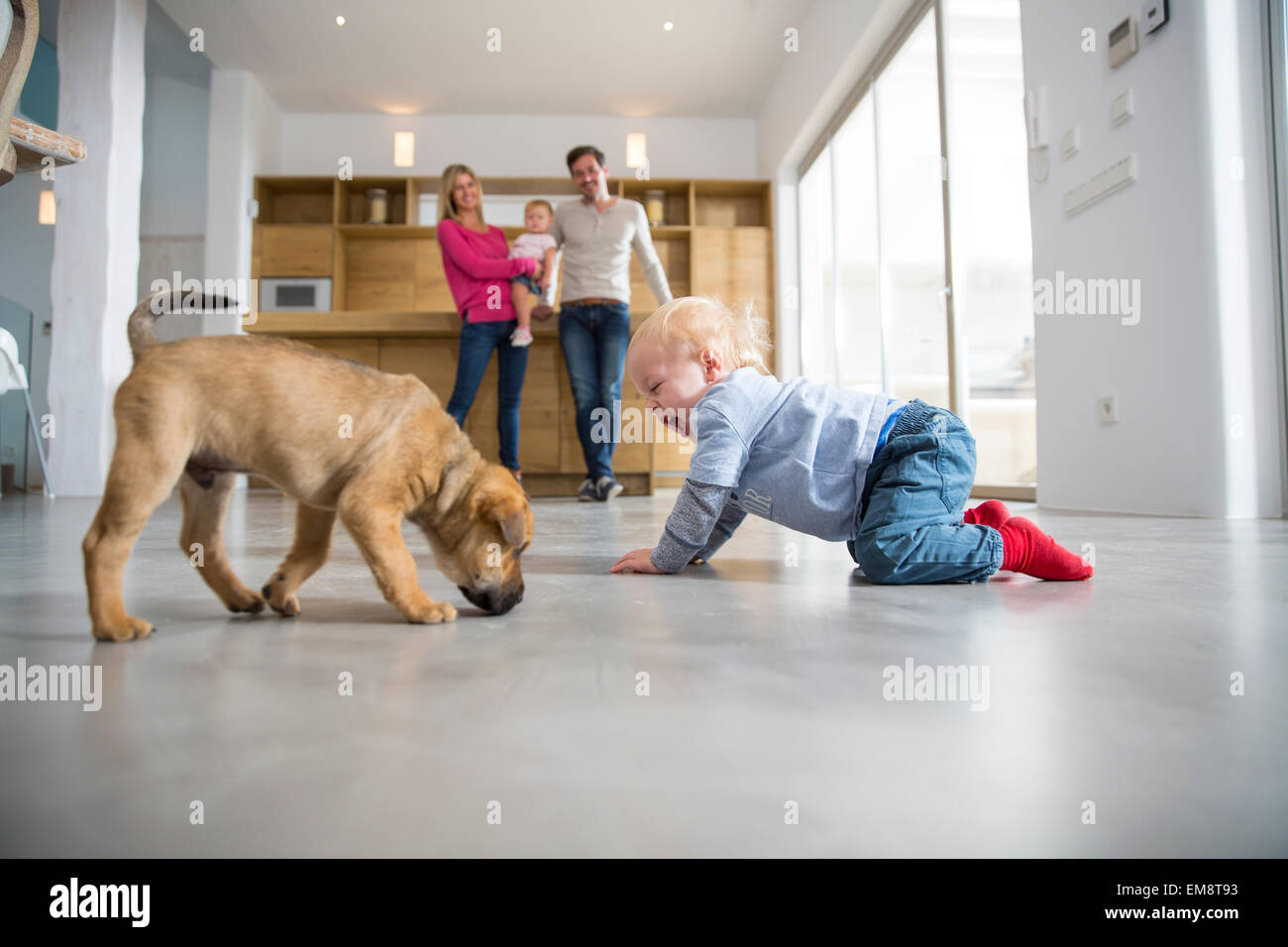 Male toddler playing with puppy on dining room floor Stock Photo
