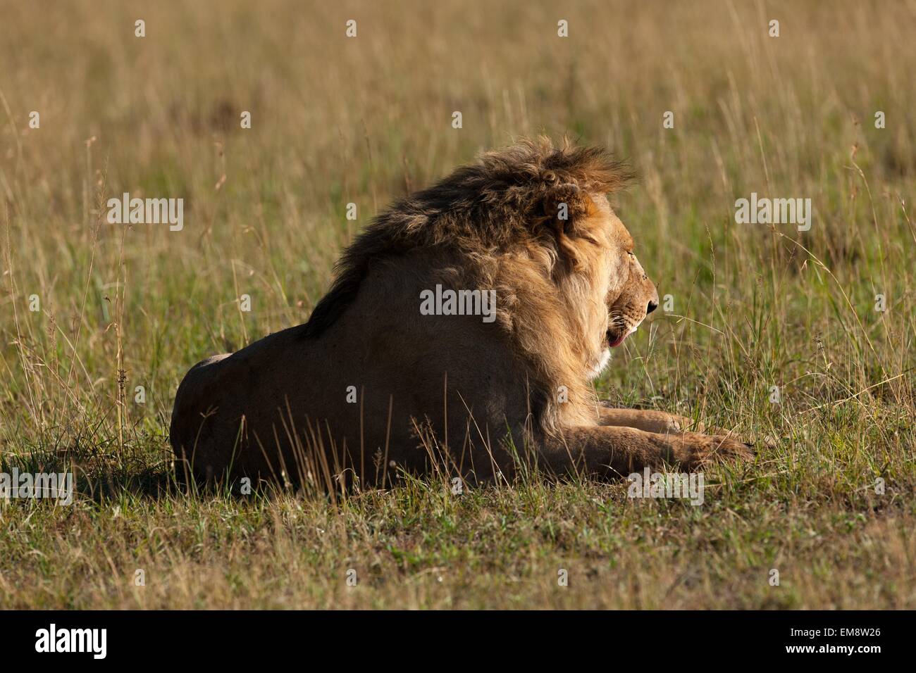 Lion hunting in africa hi-res stock photography and images - Alamy