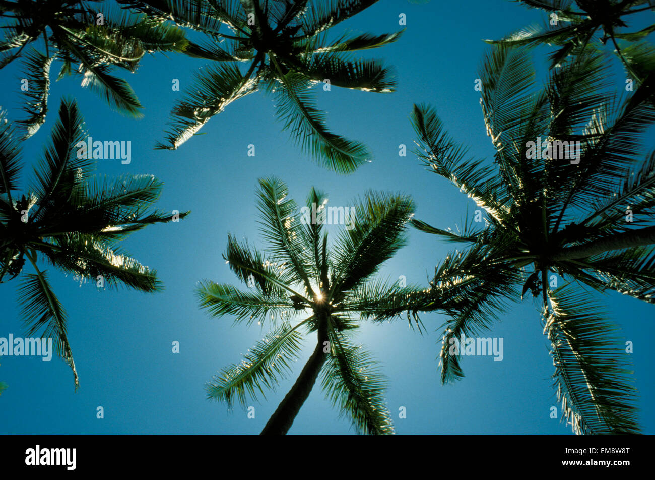 Hawaii, Palm Trees Seen From Below, Blocking The Sun, Blue Skies Stock ...