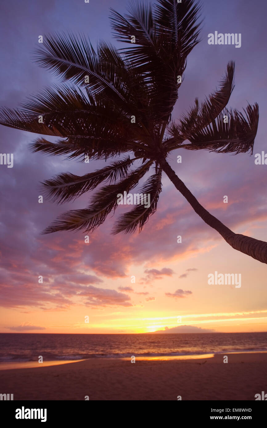 Hawaii, Maui, Kihei, Palm Tree Over The Beach At Sunset Stock Photo Alamy