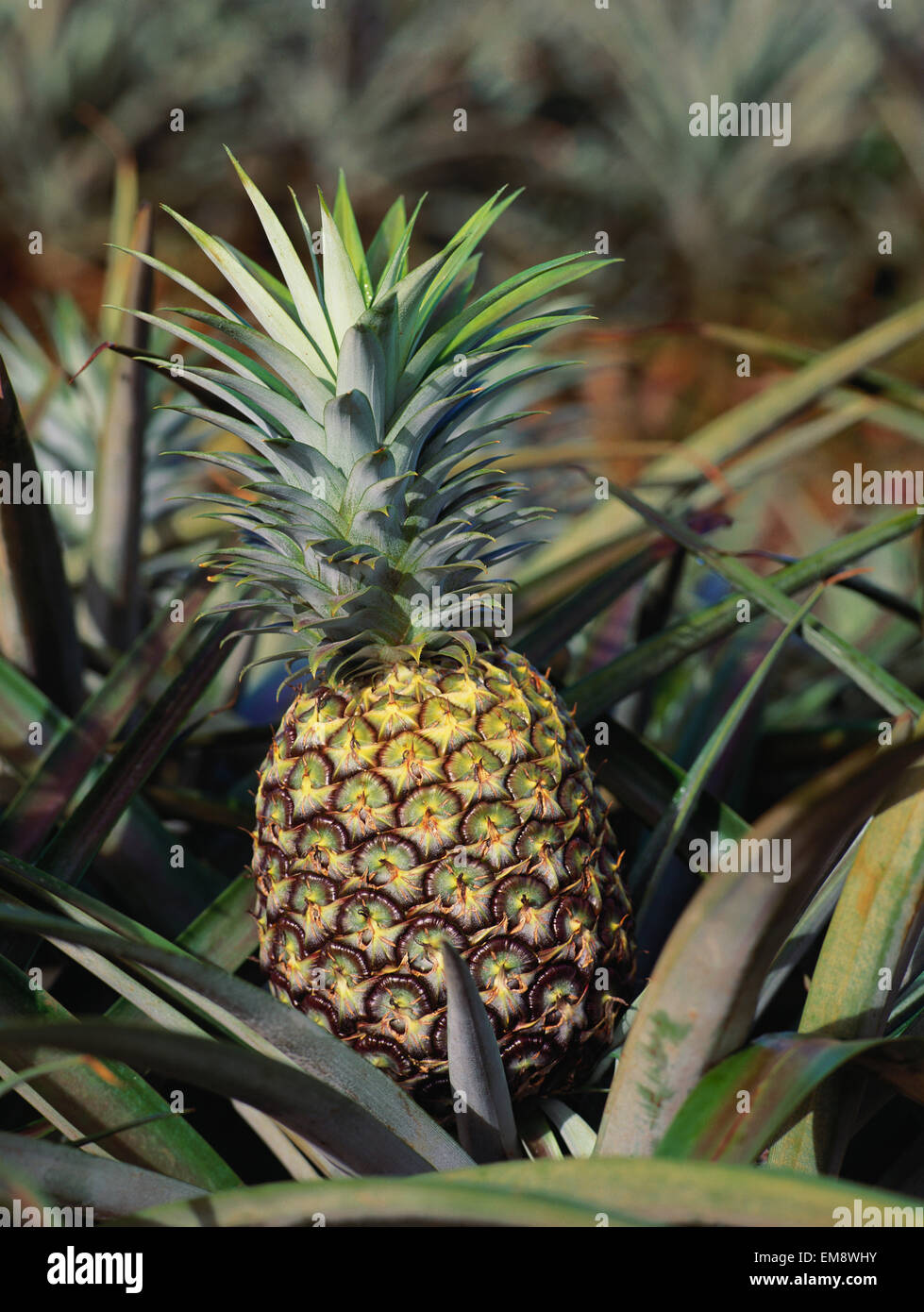 Hawaii, Ripe Pineapple Growing In Field, Ready For Harvest Stock Photo ...