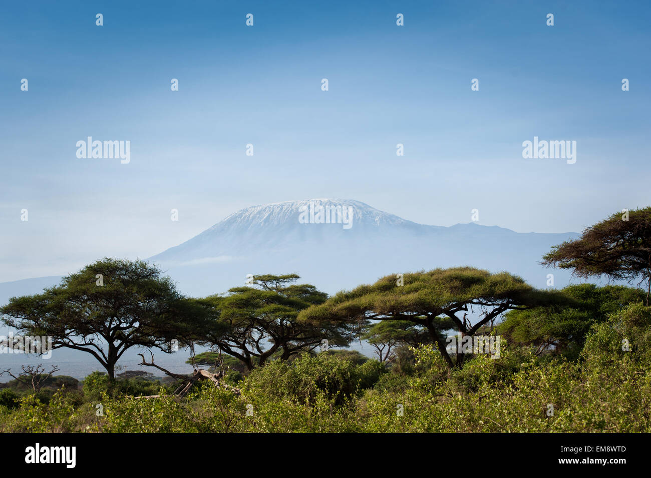 kilimanjaro with acacia amboseli national park Stock Photo