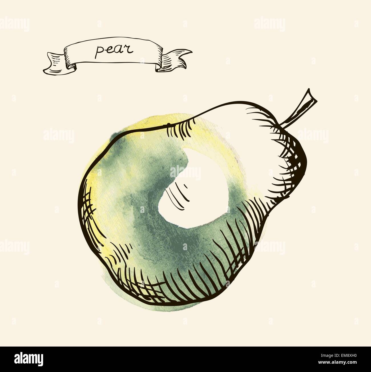Hand drawn illustration of pear Stock Vector Image & Art - Alamy