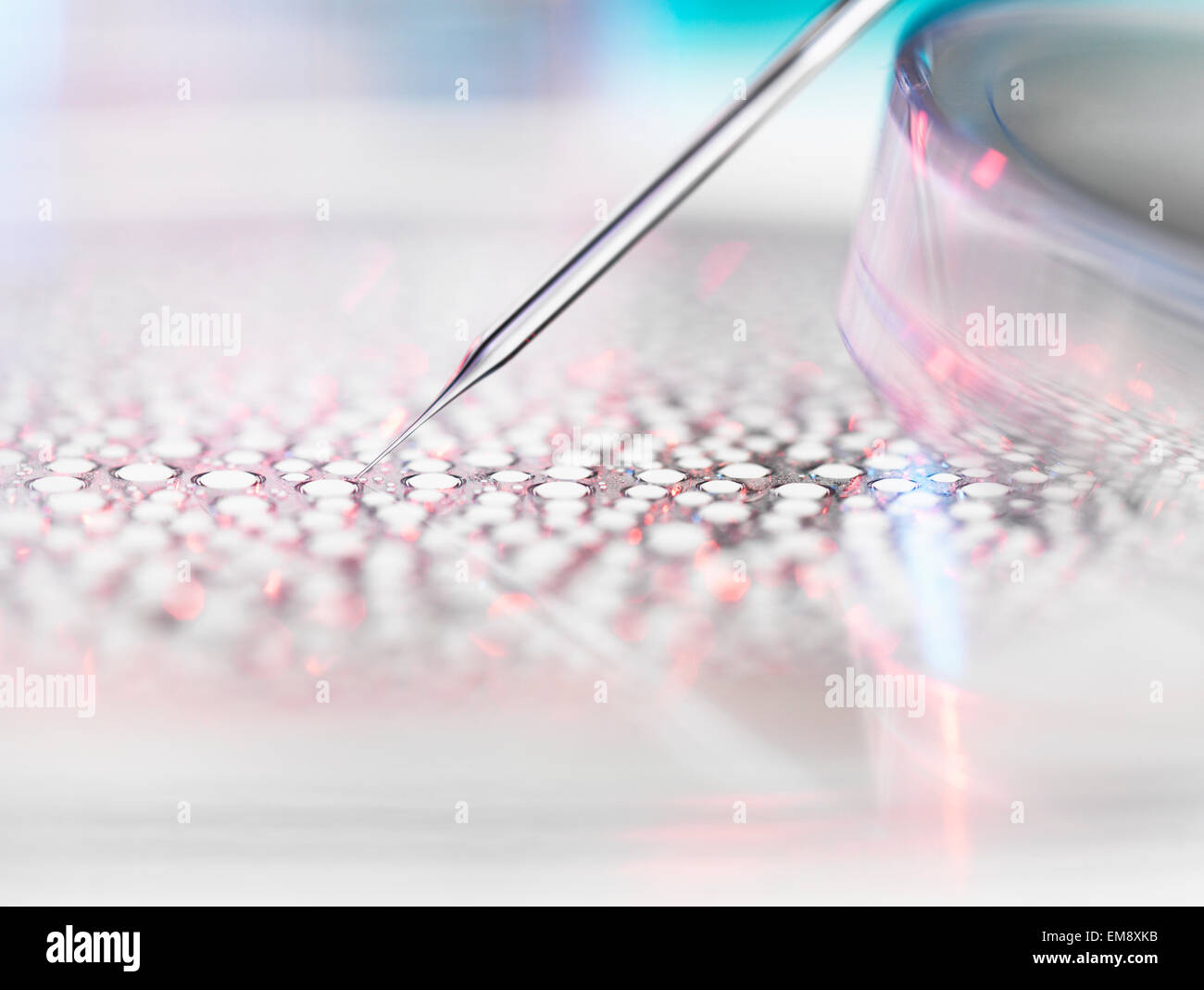 Stem cell research, nuclear transfer of embryonic stem cells used in cloning for medical research Stock Photo