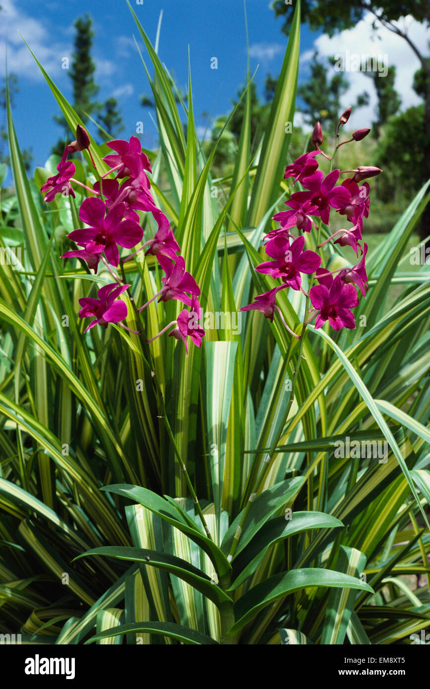Fiji, Nadi, Garden Of The Sleeping Giant, Pink Orchids Growing In Field. Stock Photo