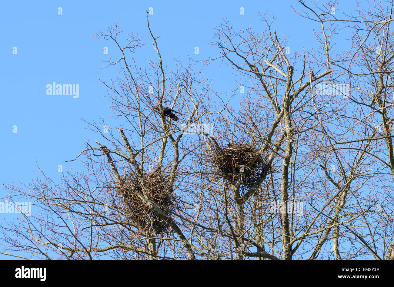 Birds nests high in tall bare trees against blue sky in Spring in West