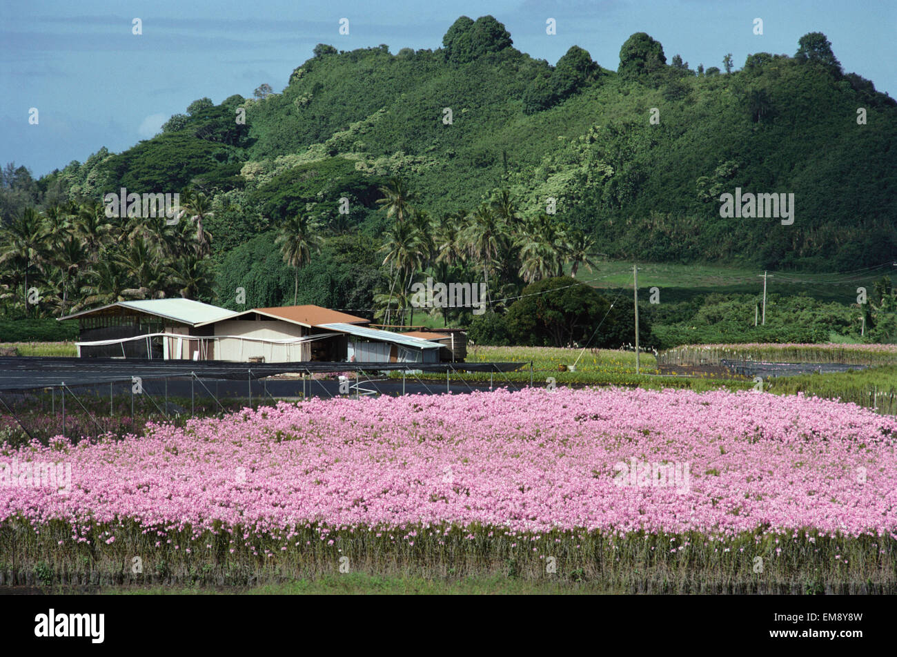 Hawaii, Big Island, Kona, Puna, Kapoho, Field Of Pink Vanda Orchids