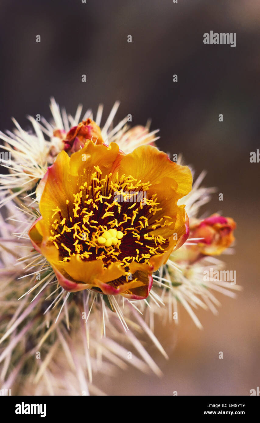 Staghorn Cholla (Opunita Acanthocarpa) Close-Up Of Blossom. Stock Photo