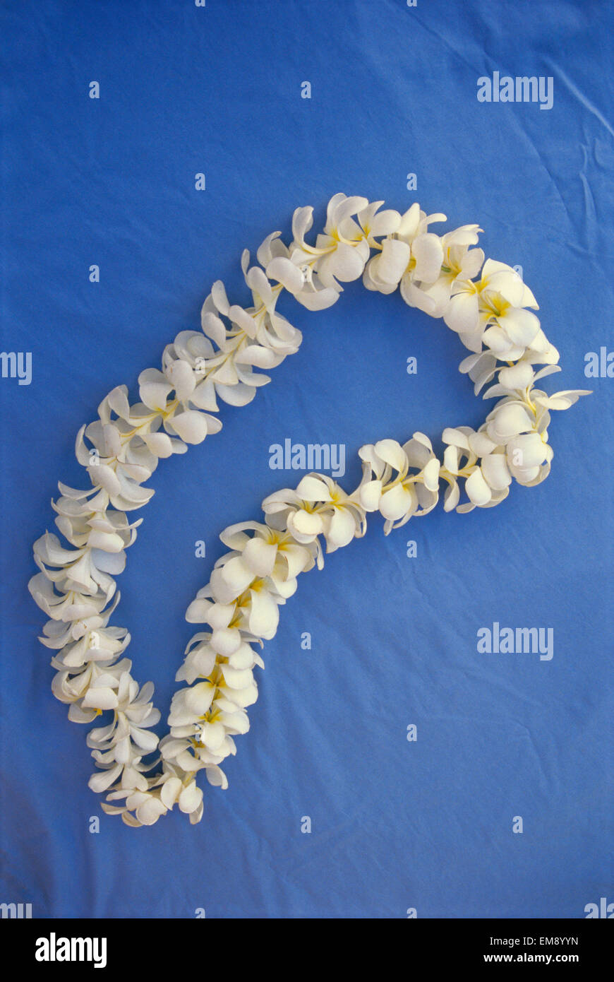 Studio Shot Of White Plumeria Lei On Blue Background Stock Photo - Alamy
