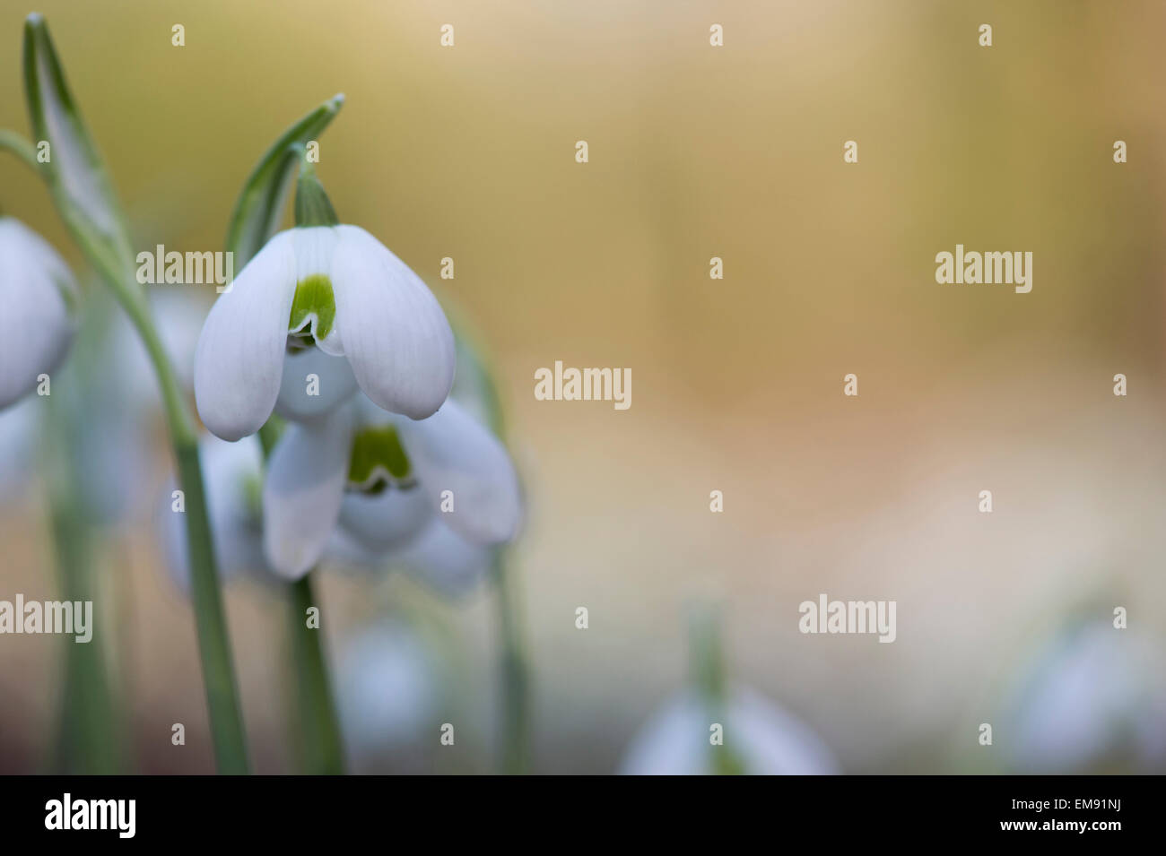 Galanthus hippolyta. Snowdrop Stock Photo