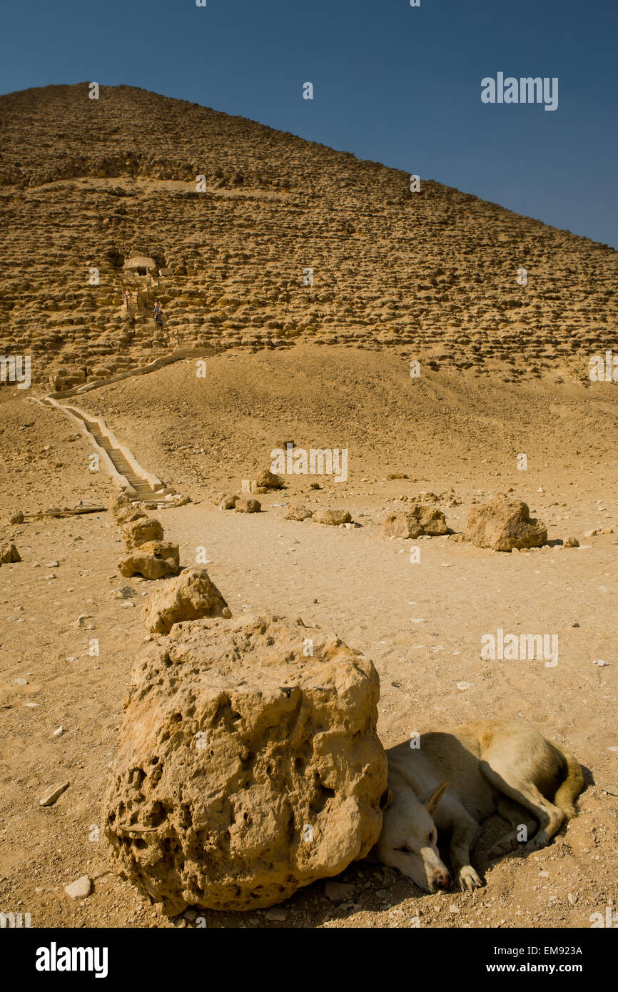 Dog resting under short shadows of Red Pyramid path rocks. North