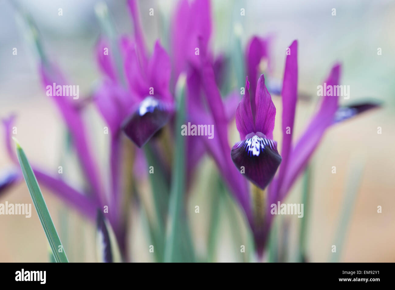 Iris reticulata Purple Gem. Dwarf iris Stock Photo