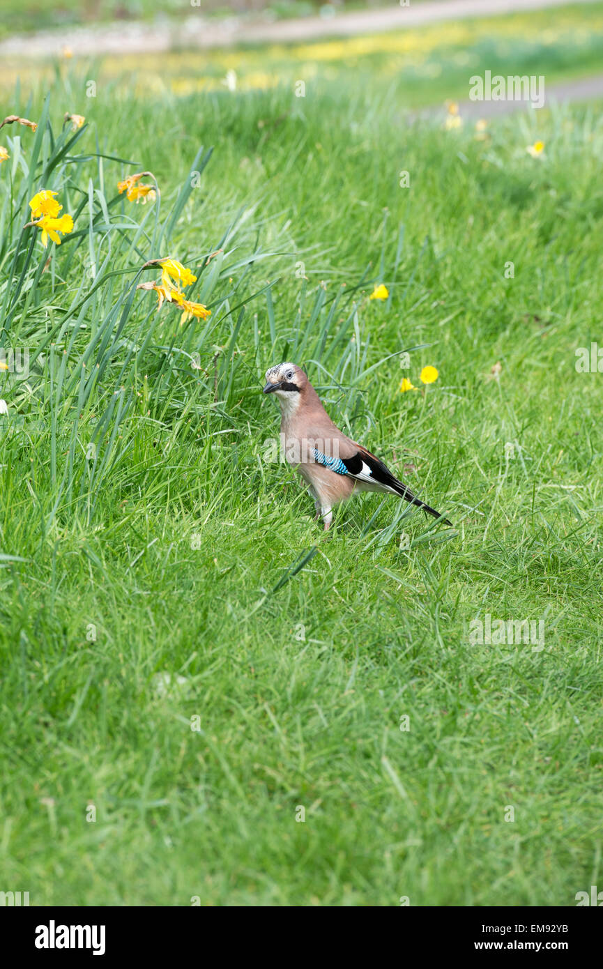Garrulus glandarius. Jay in a garden Stock Photo