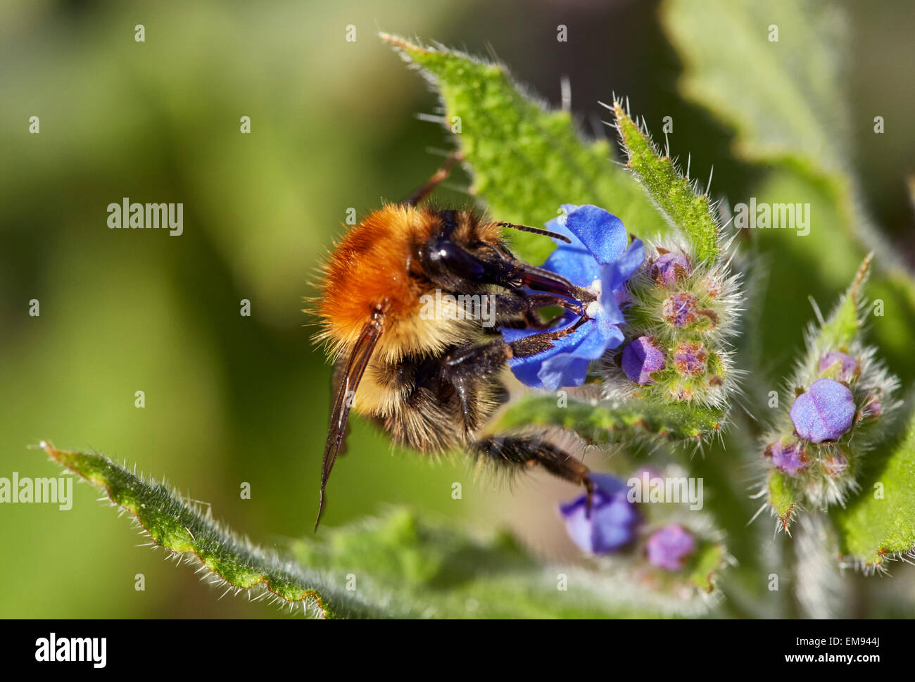 Common Carder Bee (Bombus pascuorum) on Green Alkanet flower. Fairmile Common, Esher, Surrey, England. Stock Photo