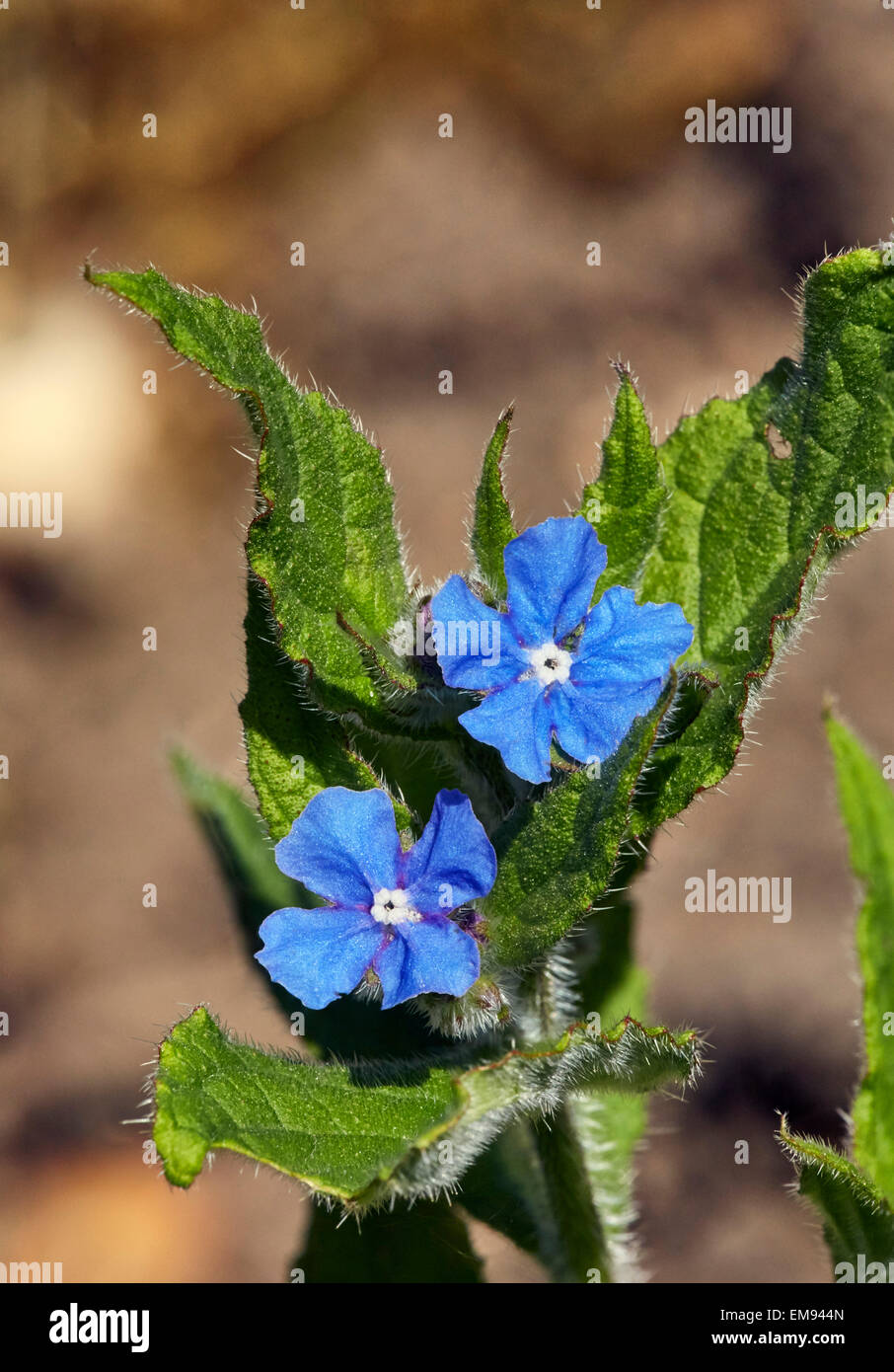 Green flowers. Fairmile Common, Esher, Surrey, England Stock Photo Alamy