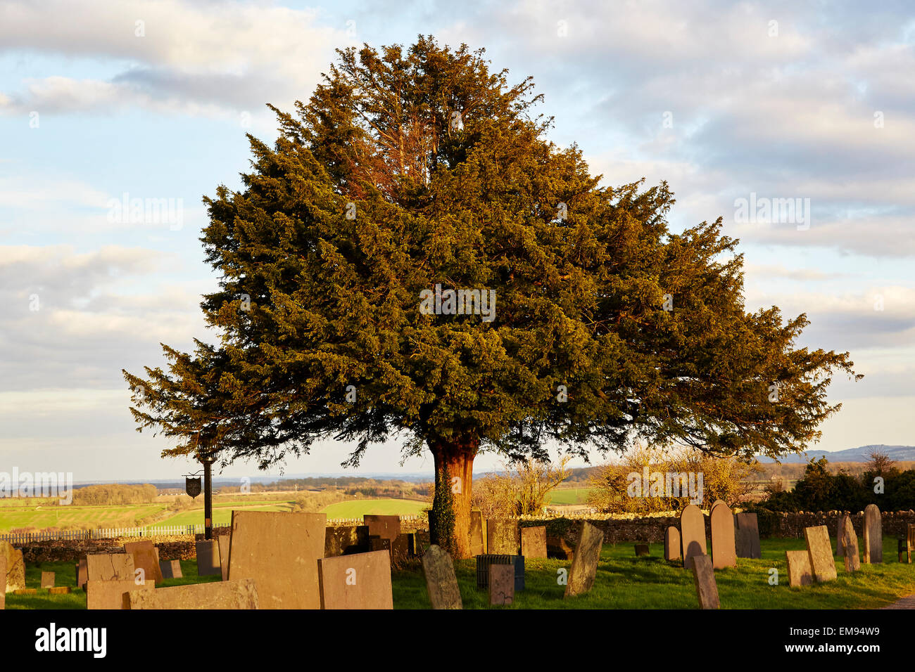 Yew tree in a cemetery, Breedon on the Hill Church, Leicestershire. Stock Photo